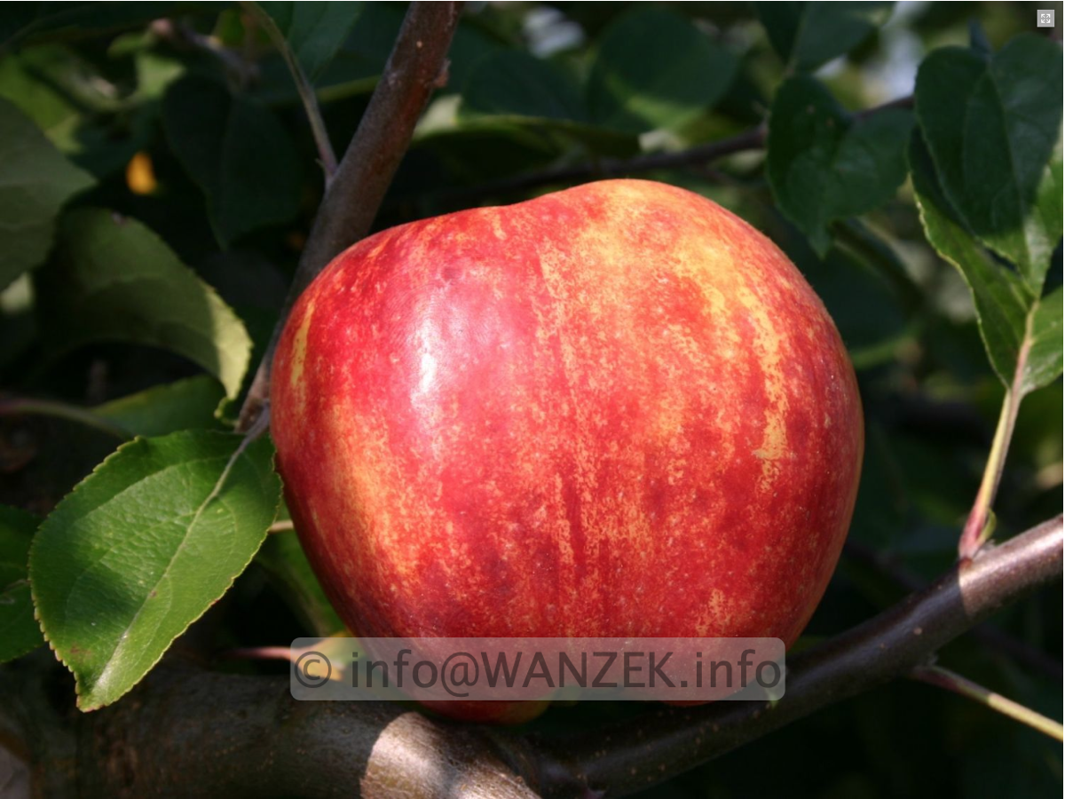 Apfel Gravensteiner 02.png